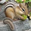 Chipmunk
